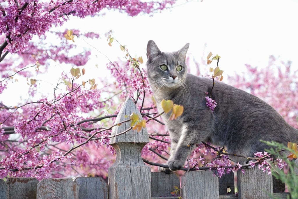 Grateful Gardener Cat on Fence