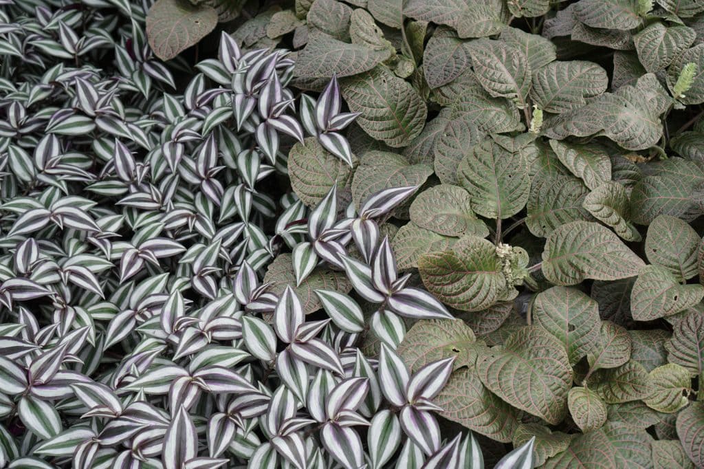 Garfield Park Conservatory Wandering Jew