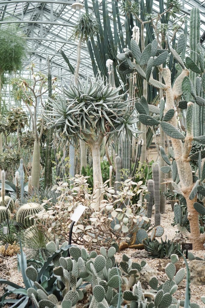 Garfield Park Conservatory Cactus