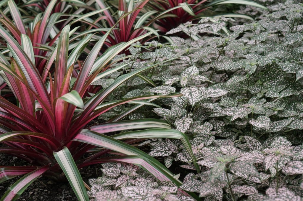 Garfield Park Conservatory foliage