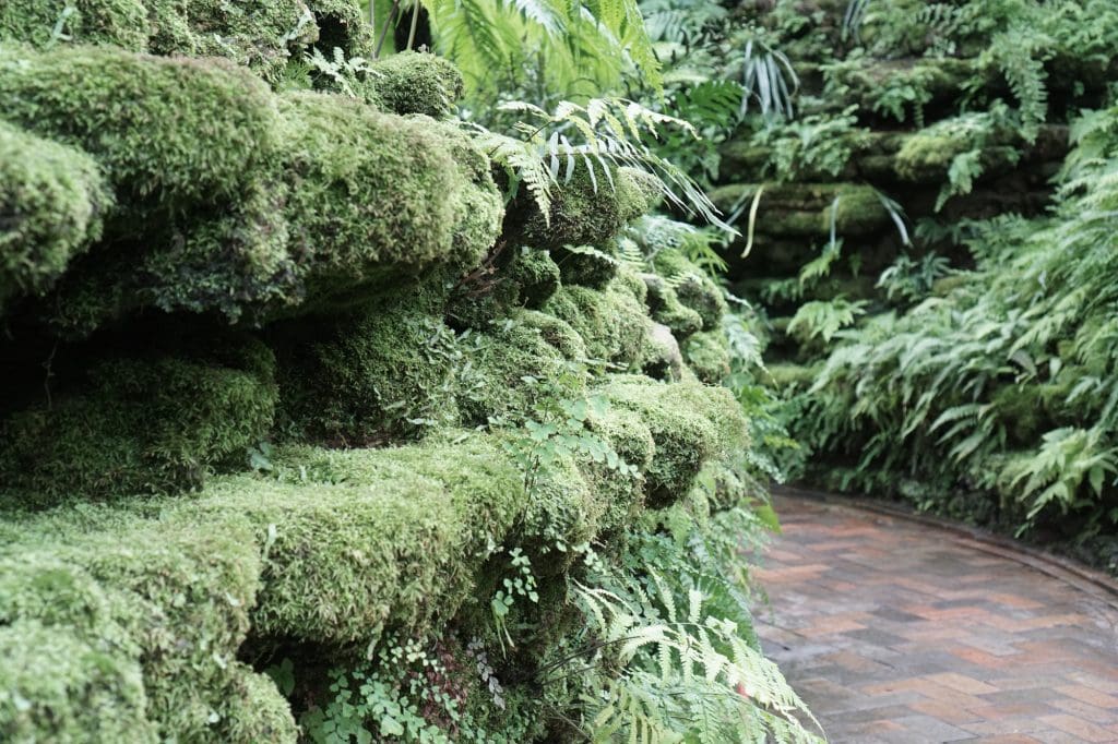 Garfield Park Conservatory moss covered rocks
