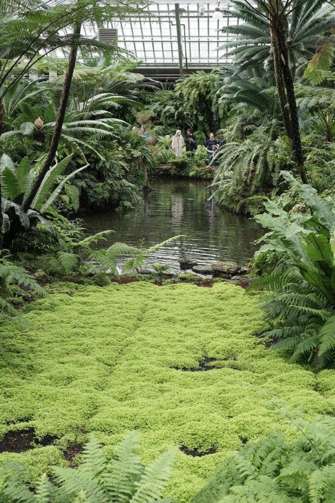 Garfield Park Conservatory Mossy Pond