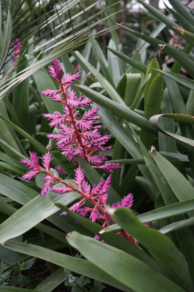 Garfield Park Conservatory neon pink bromeliad