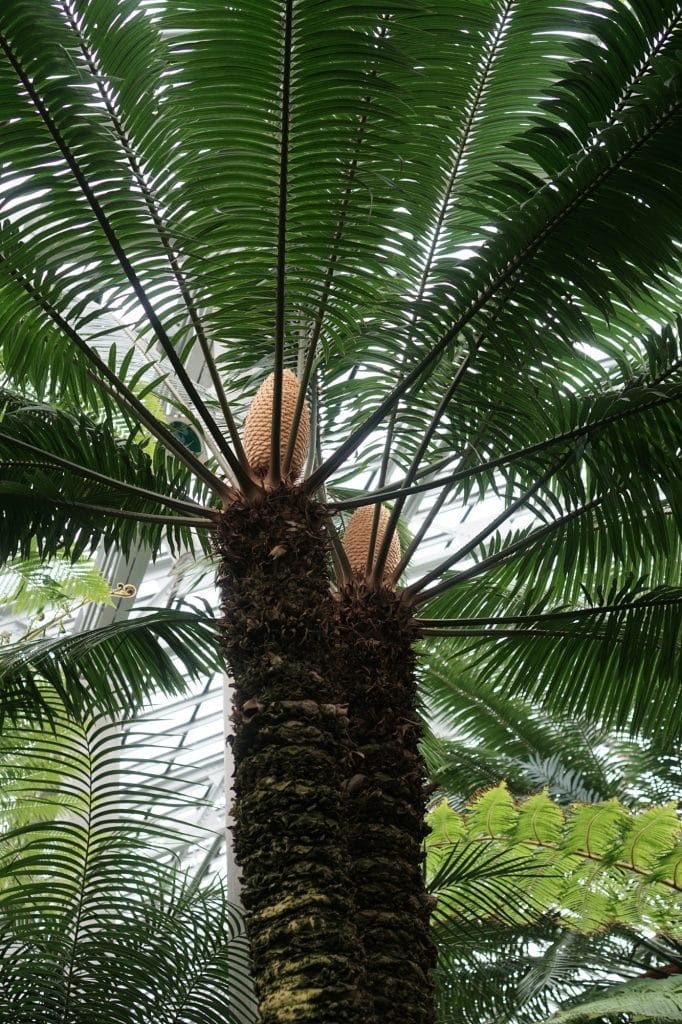 Garfield Park Conservatory Palm Cones