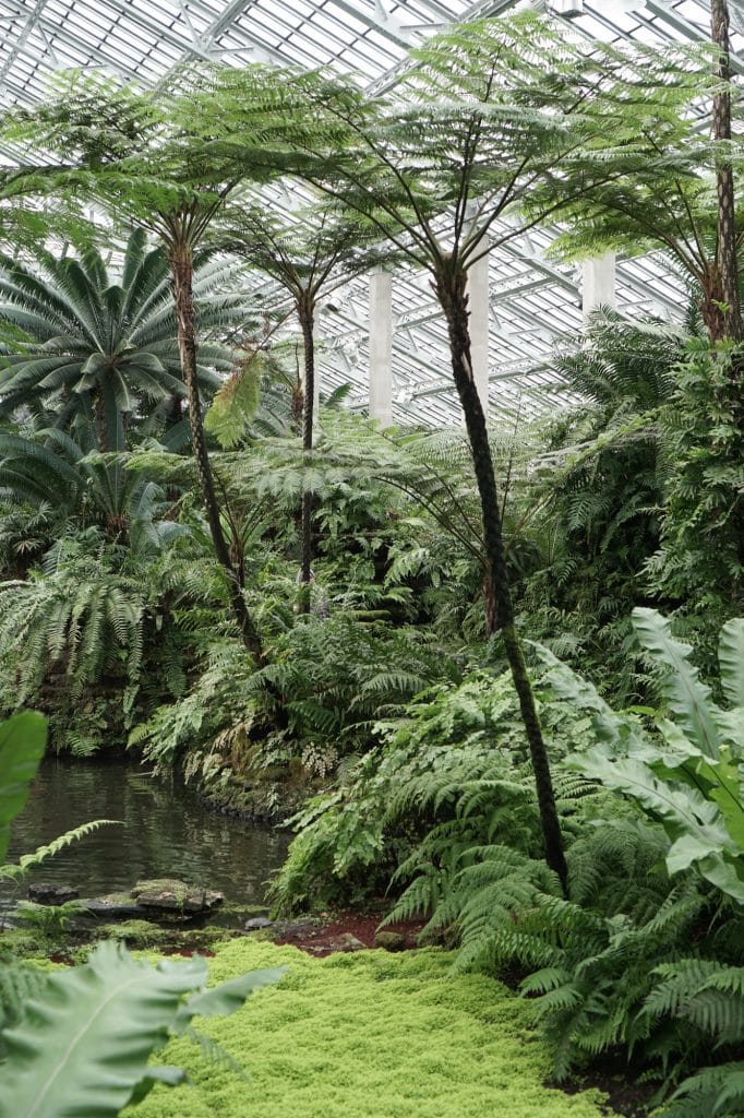 Garfield Park Conservatory Palm Pond