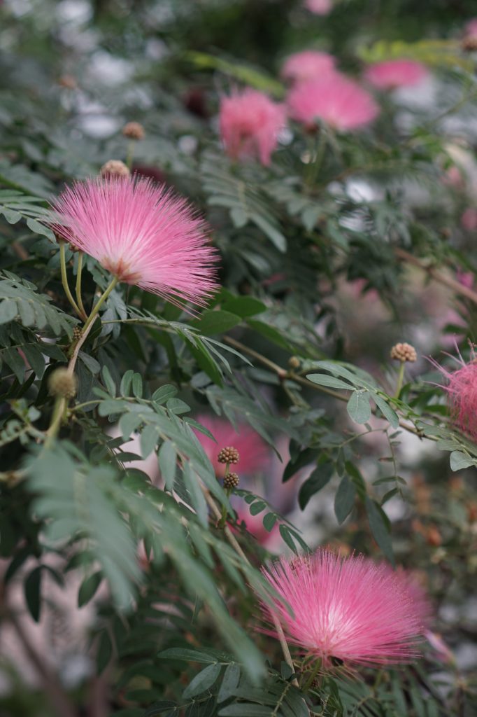 Garfield Park Conservatory Powder Puff flower