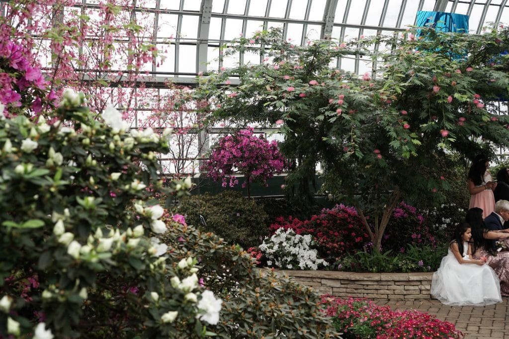 Garfield Park Conservatory Powder Puff Tree