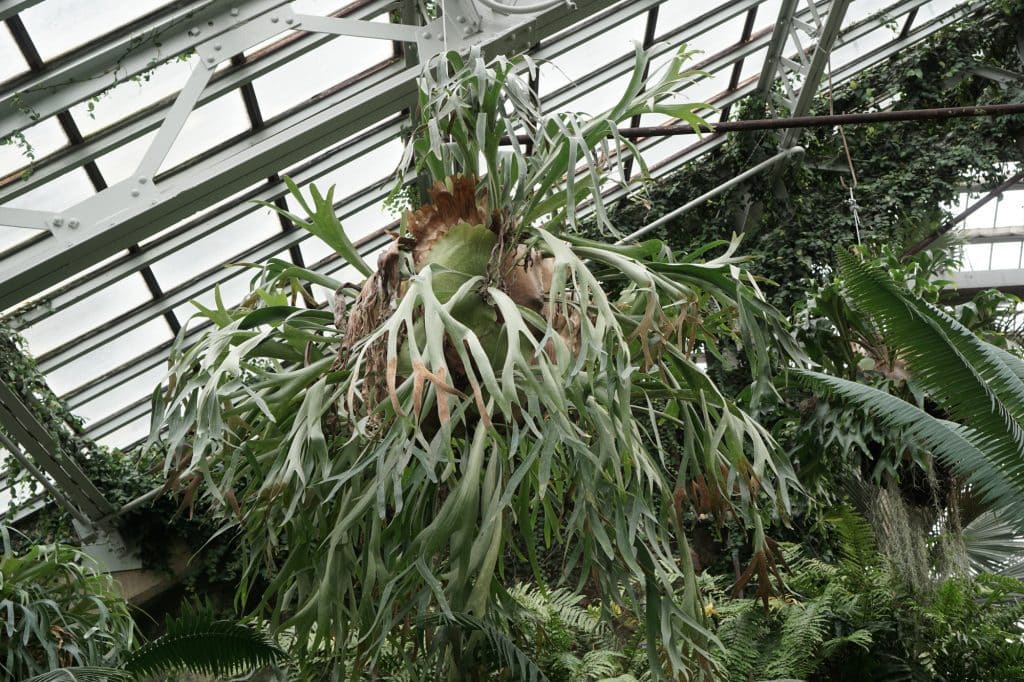 Garfield Park Conservatory Staghorn Fern