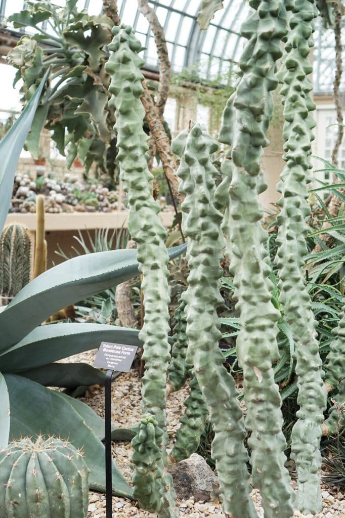 Garfield Park Conservatory Succulents