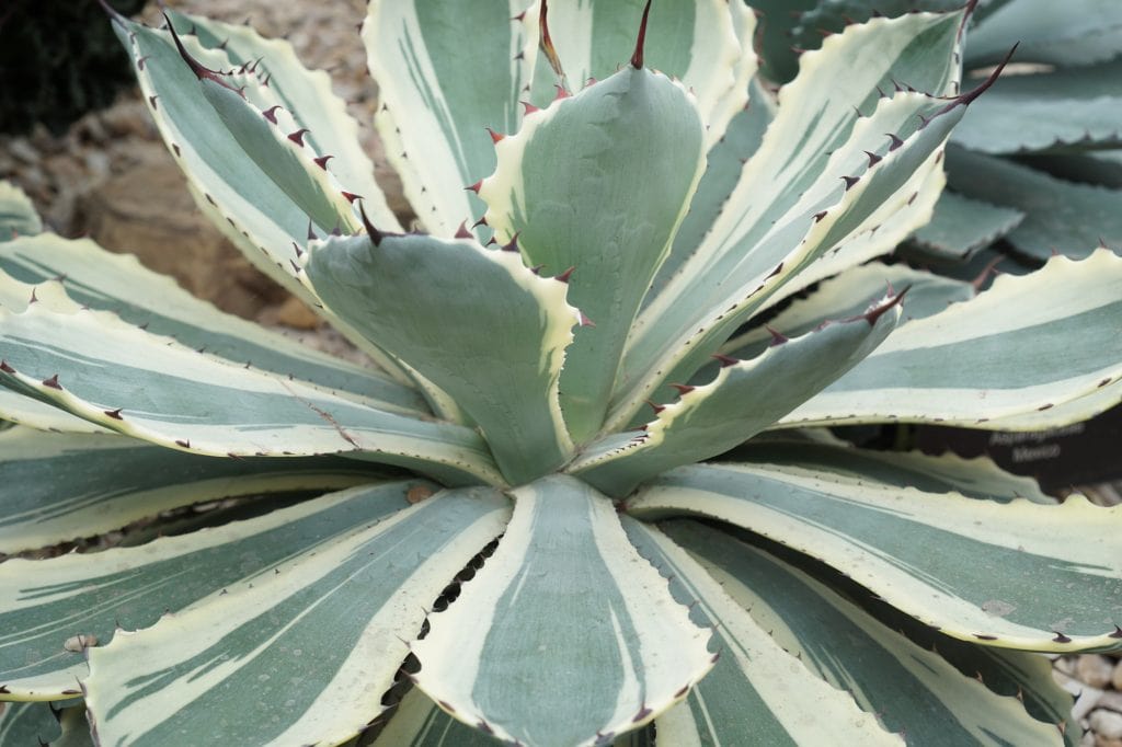 Garfield Park Conservatory Variegated Agave