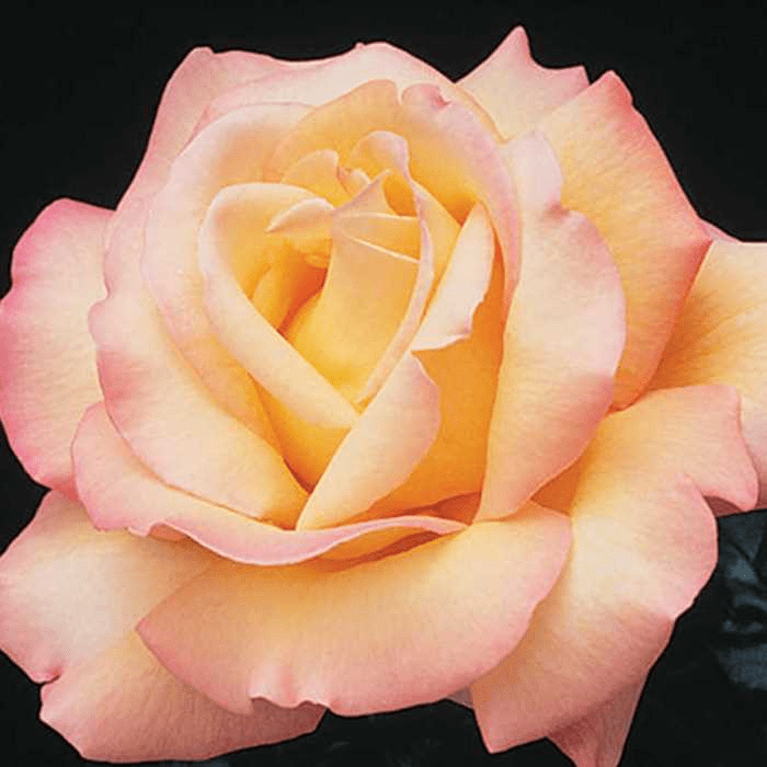 Peace rose