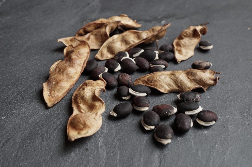 Hyacinth Bean Seed