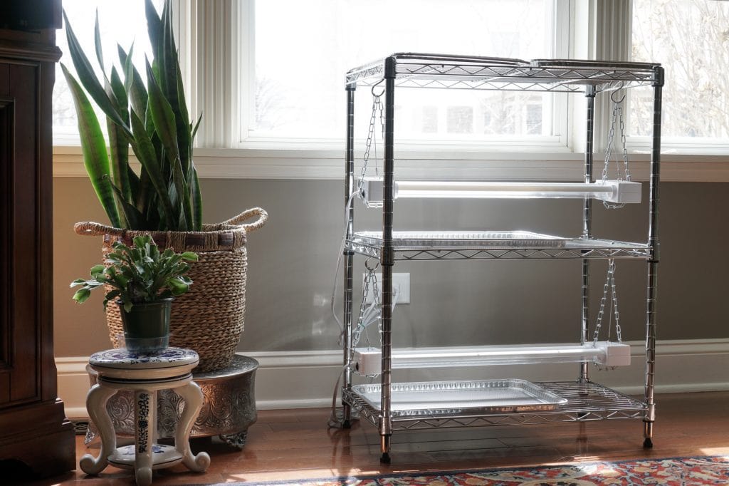 Seed Starting Rack with Houseplants
