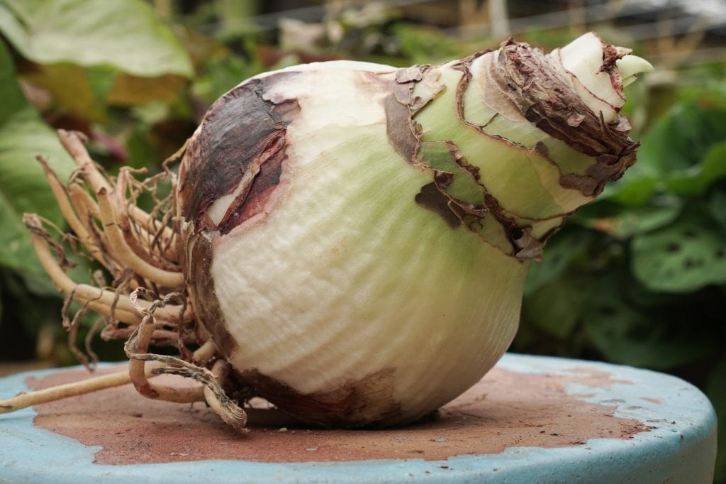 Amaryllis bulb