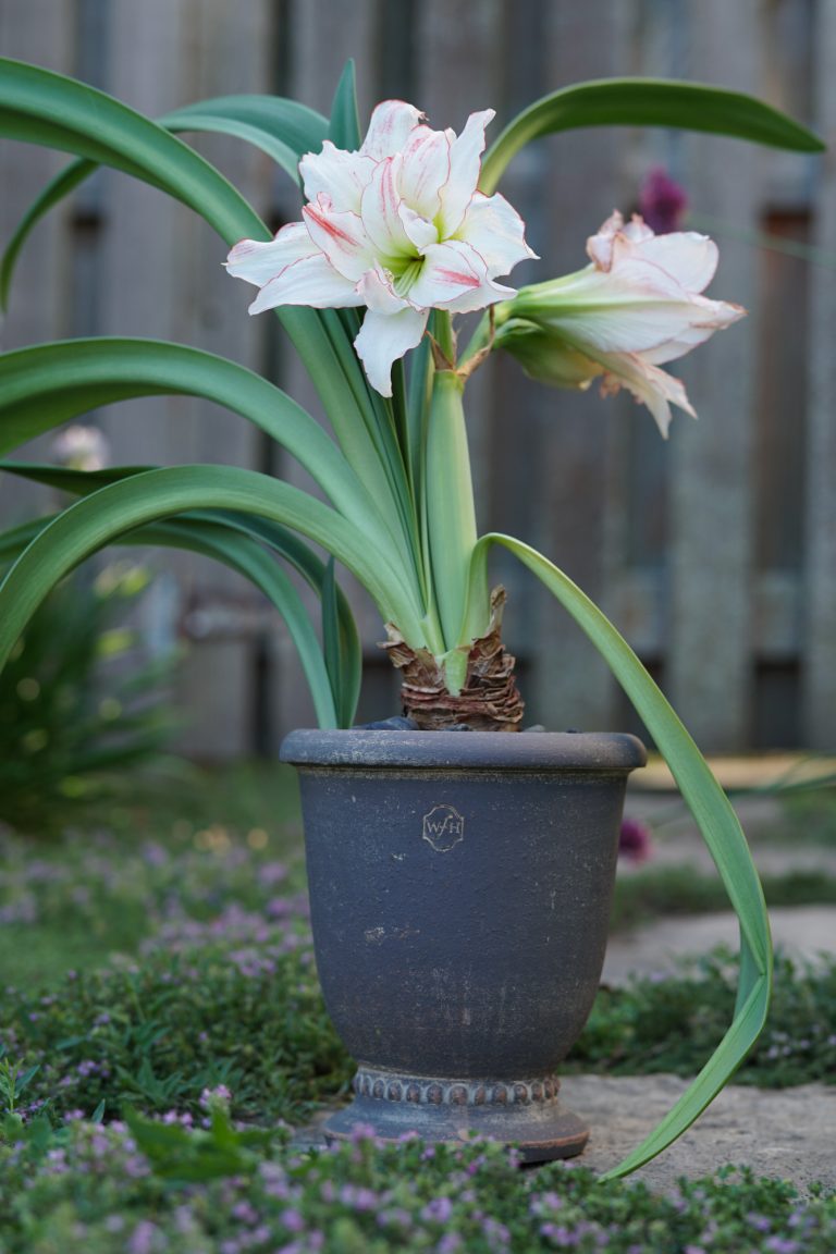 Aphrodite amaryllis