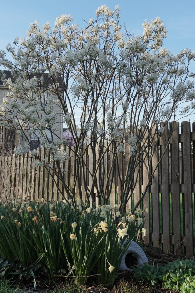 Autumn Brilliance Serviceberry tree