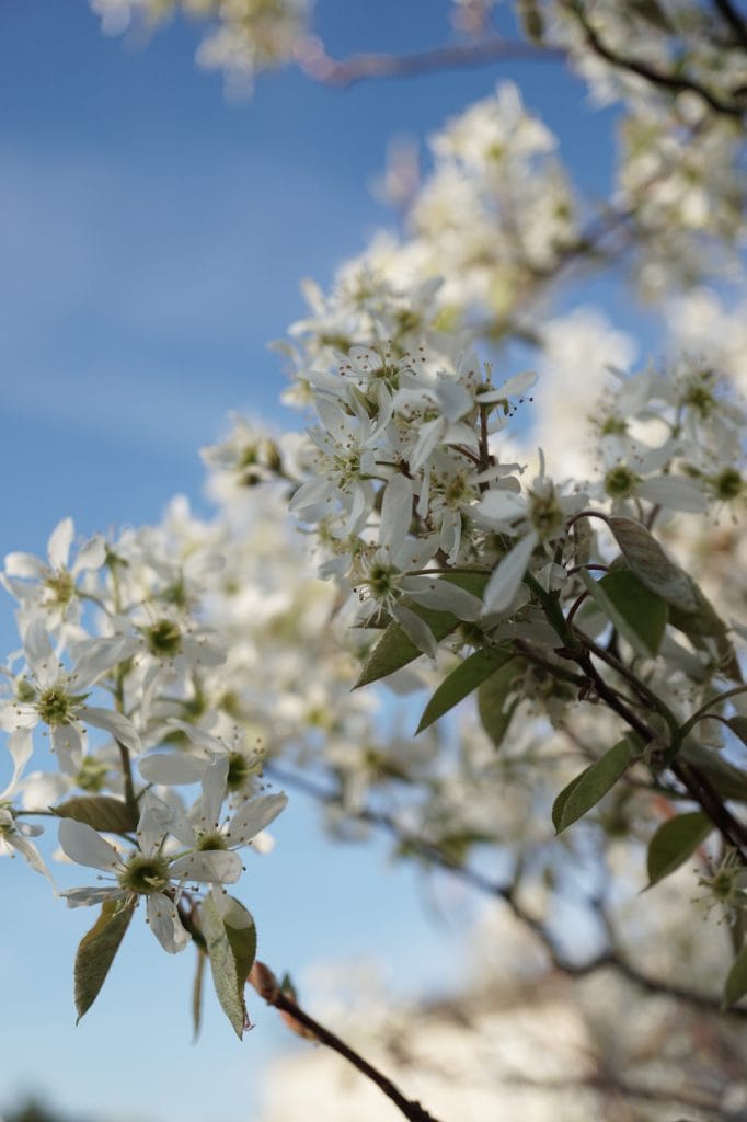 Autumn Brilliance Serviceberry tree flowers
