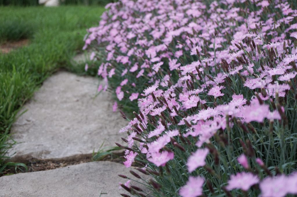 Bath's Pink Dianthus 