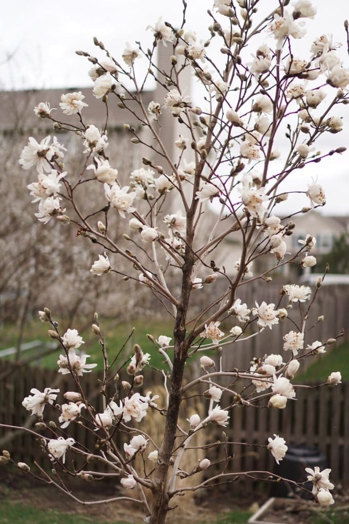 Centennial Blush magnolia tree