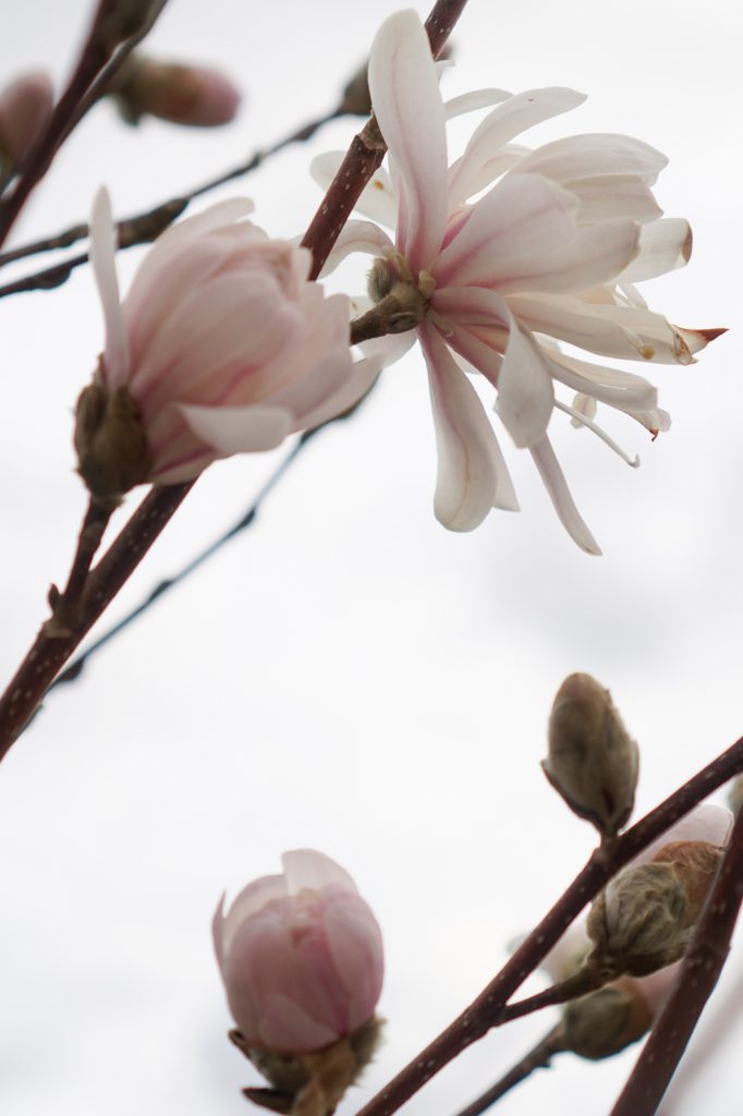 Centennial Blush magnolia tree flowers