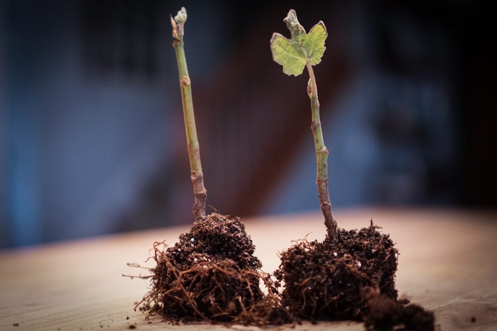 Chicago Hardy Fig Tree seedlings