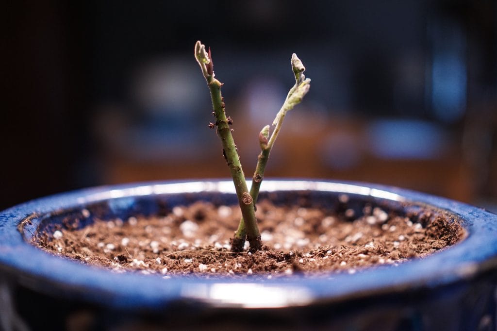 Chicago Hardy Fig Tree seedlings in container