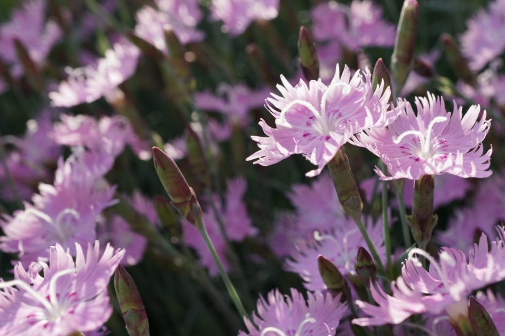Bath's Pink Dianthus