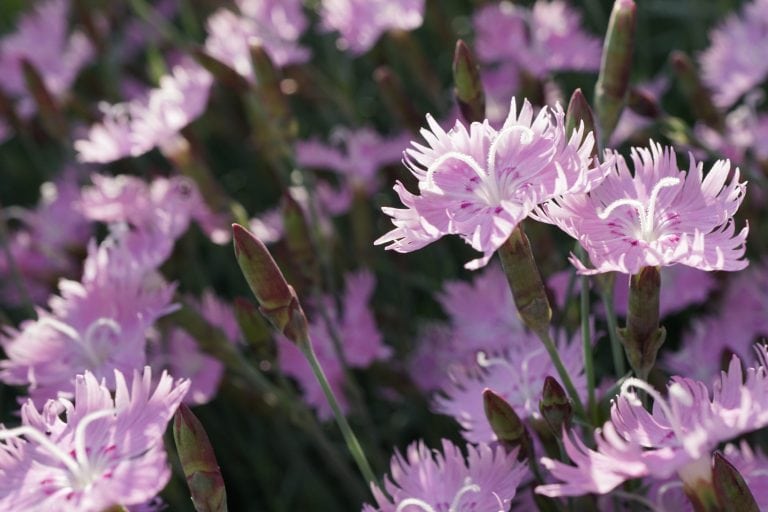 Bath's Pink Dianthus