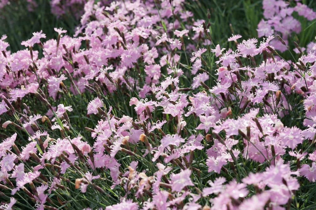 Bath's Pink Dianthus clump
