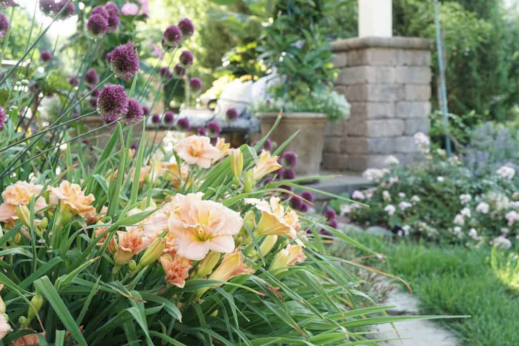 Daylilies with Drumstick Alliums