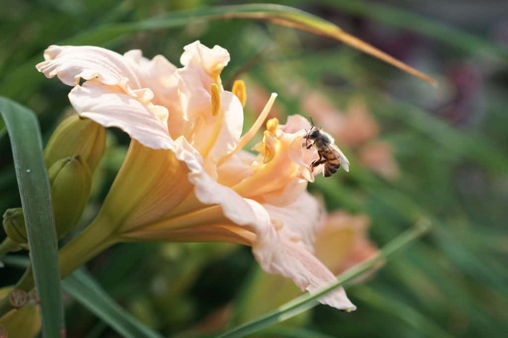 Daylily with honeybee