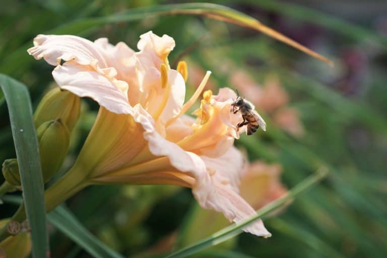 Daylily with honeybee