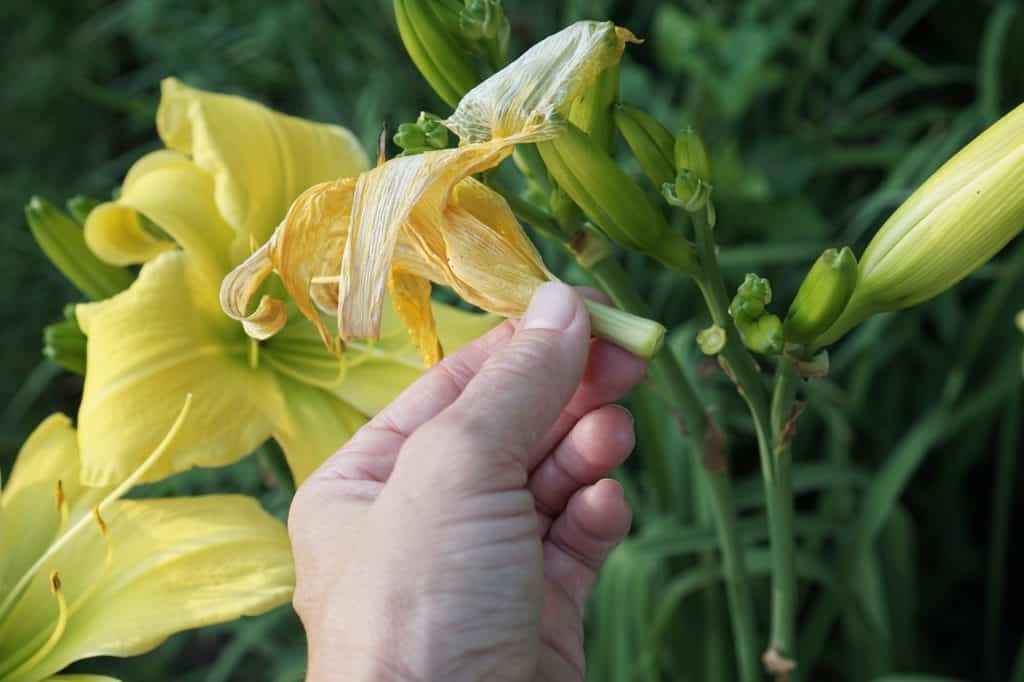 Deadheading Big Bird Daylilies