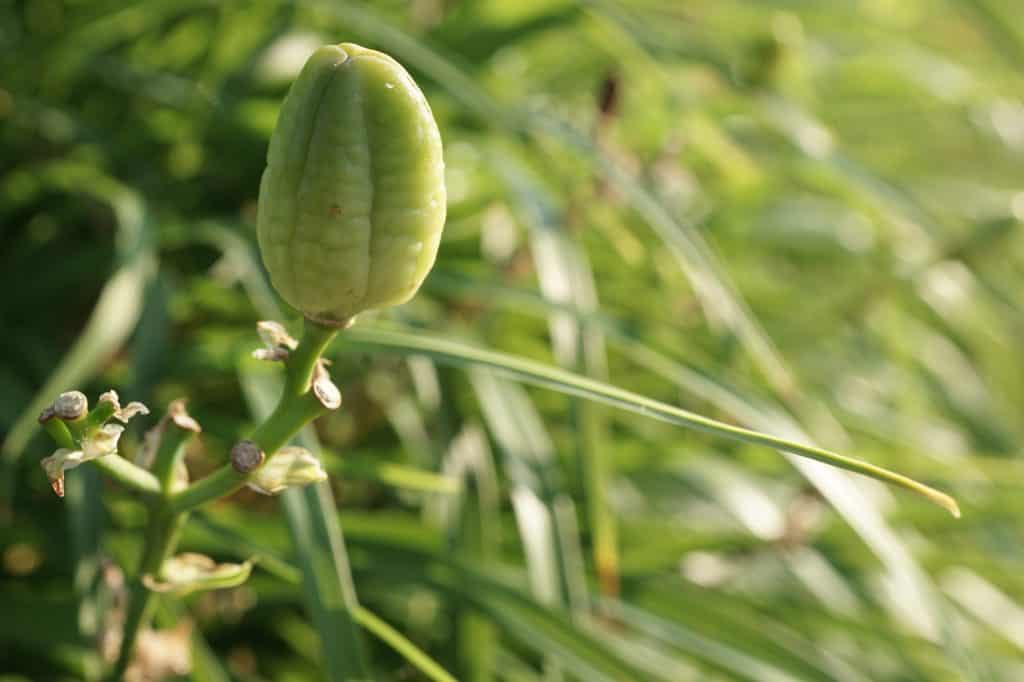 Daylily seedpod