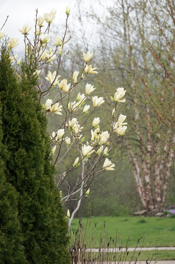 Elizabeth magnolia tree