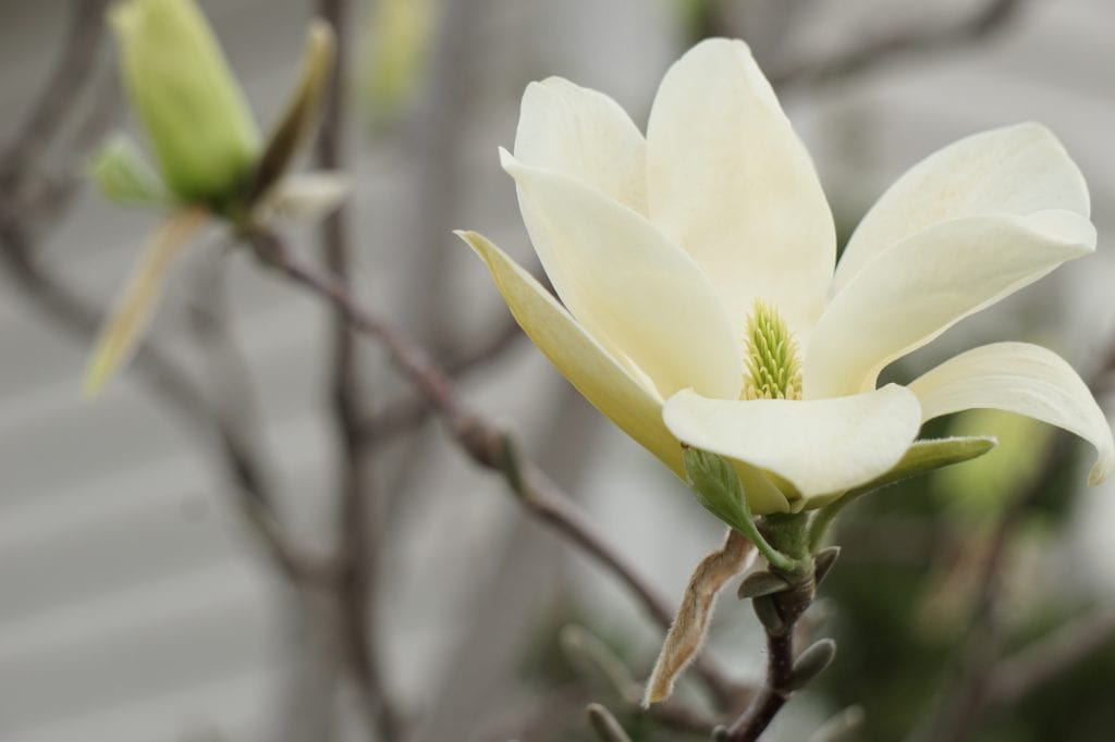 Elizabeth magnolia tree flower