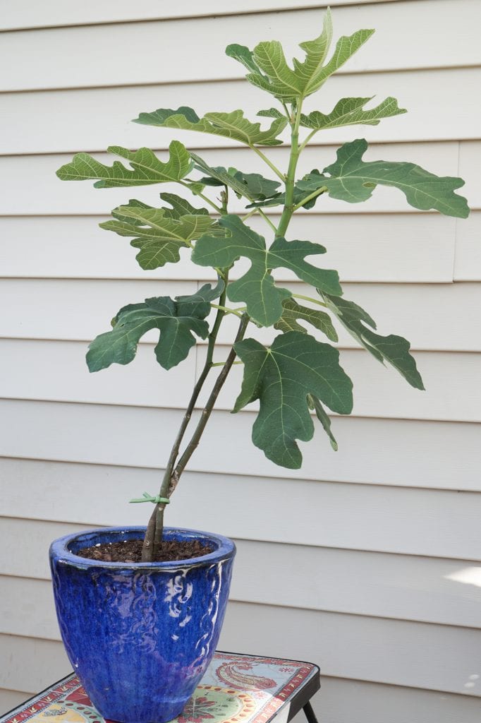 Healthy Chicago Hardy Fig Tree