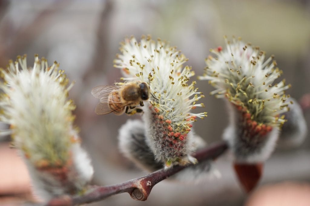Honeybee on Pussy Willow Tree Catkin