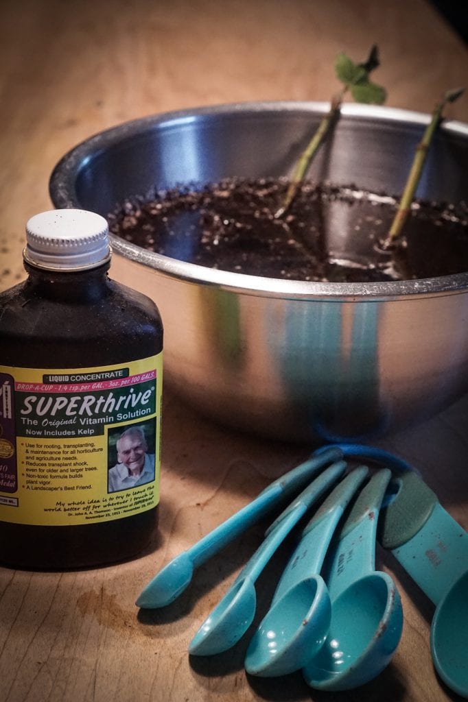 Hydrating Chicago Hardy Fig Tree seedlings 