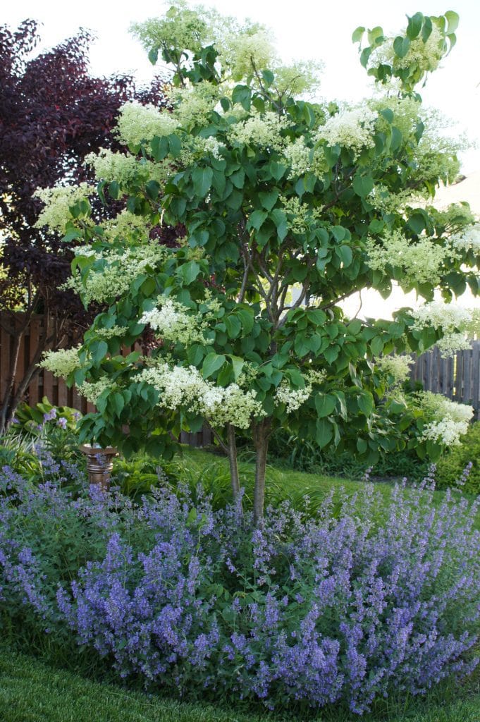 Ivory Silk Tree Lilac with Catmint