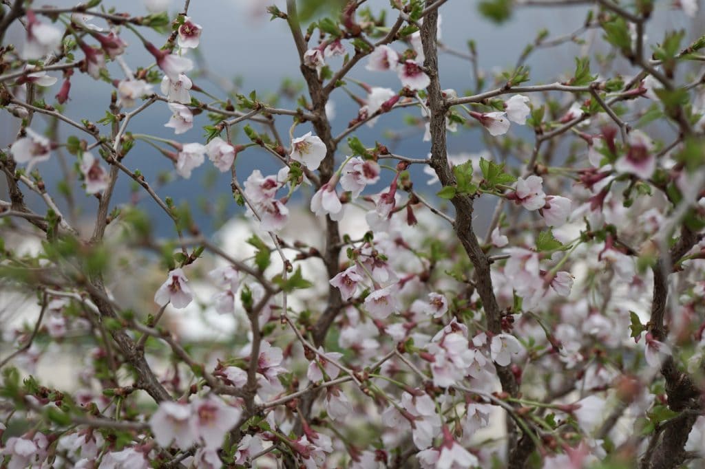 Little Twist Cherry Tree flowers