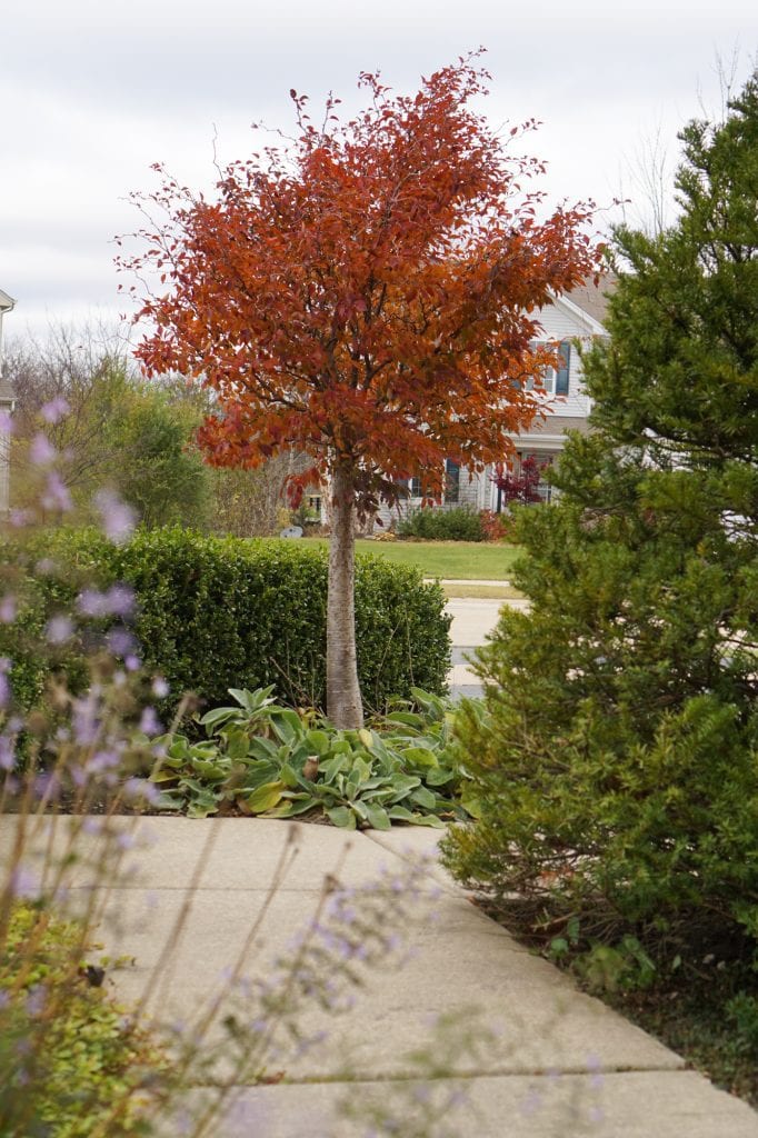 Little Twist Cherry Tree fall color