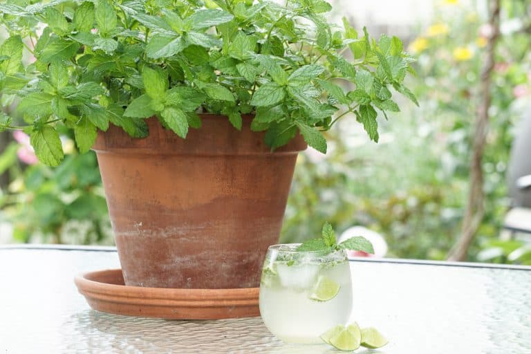 Mojito Mint
