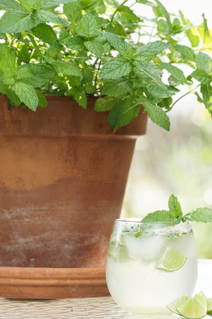 Mojito Mint