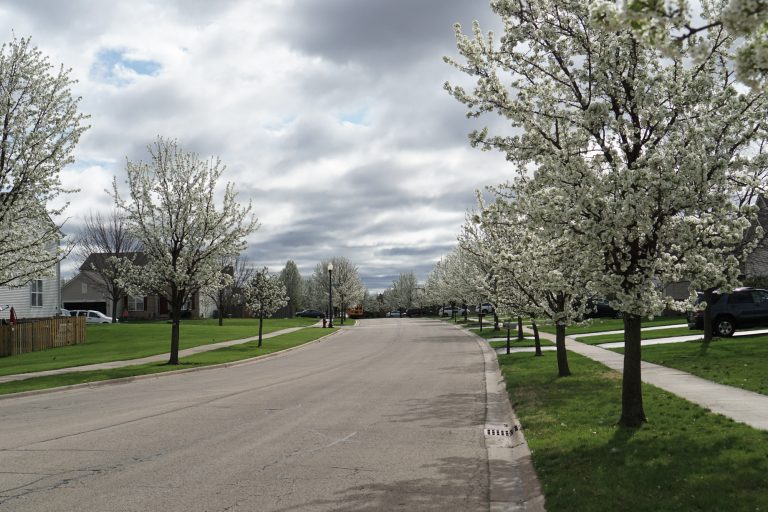 Parkway planted with Bradford Pear Tree