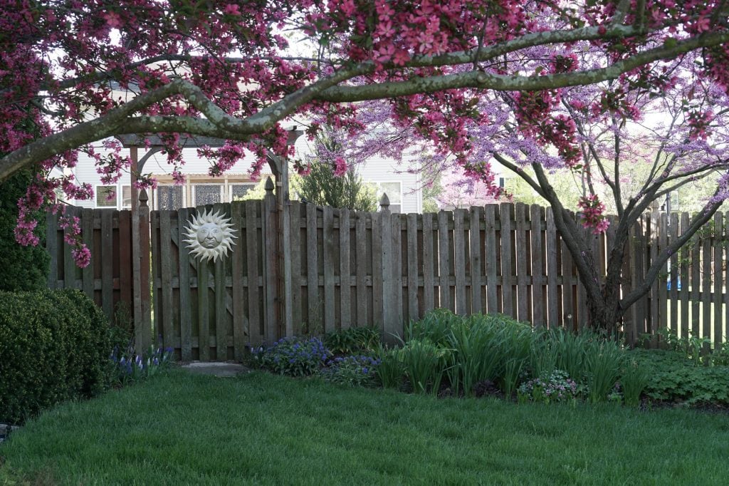 Prairiefire Crabapple and Redbud Tree blooming