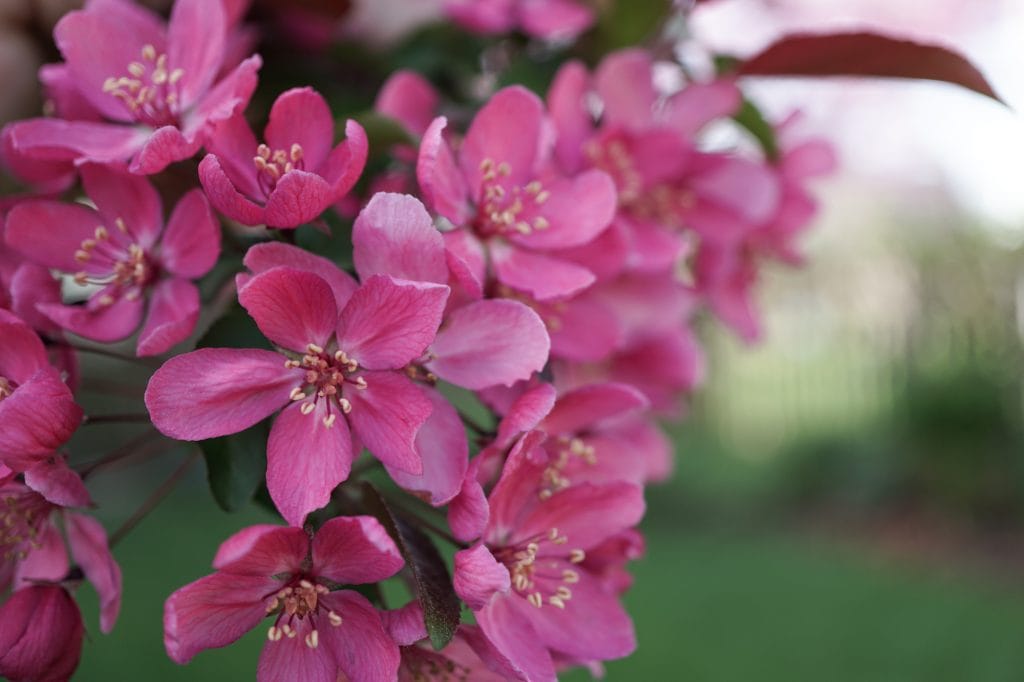 Prairiefire Crabapple tree flowers