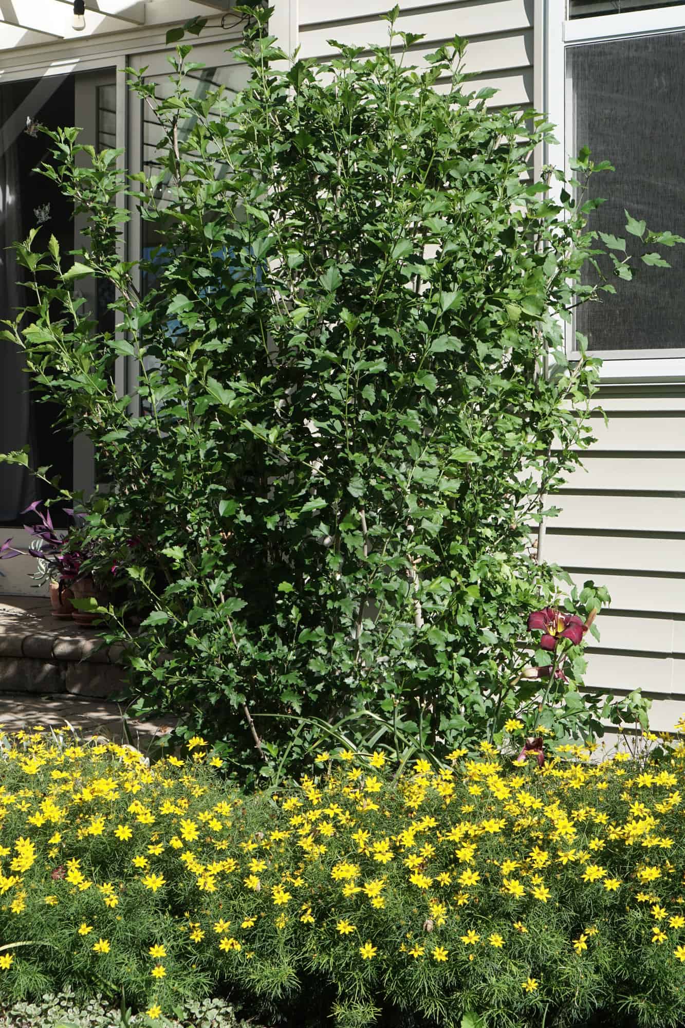 Pruned Rose of Sharon