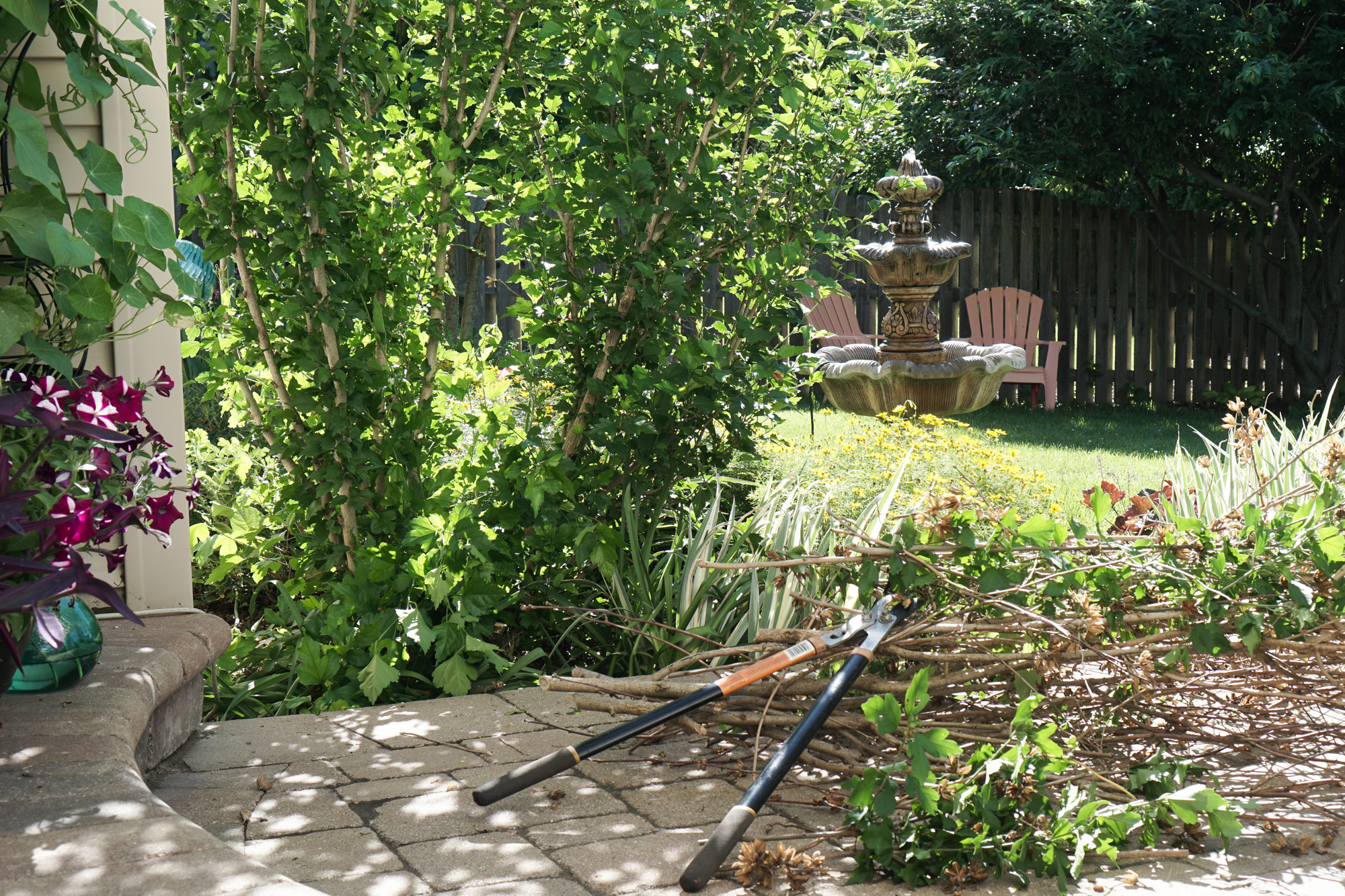 Pruning Rose of Sharon