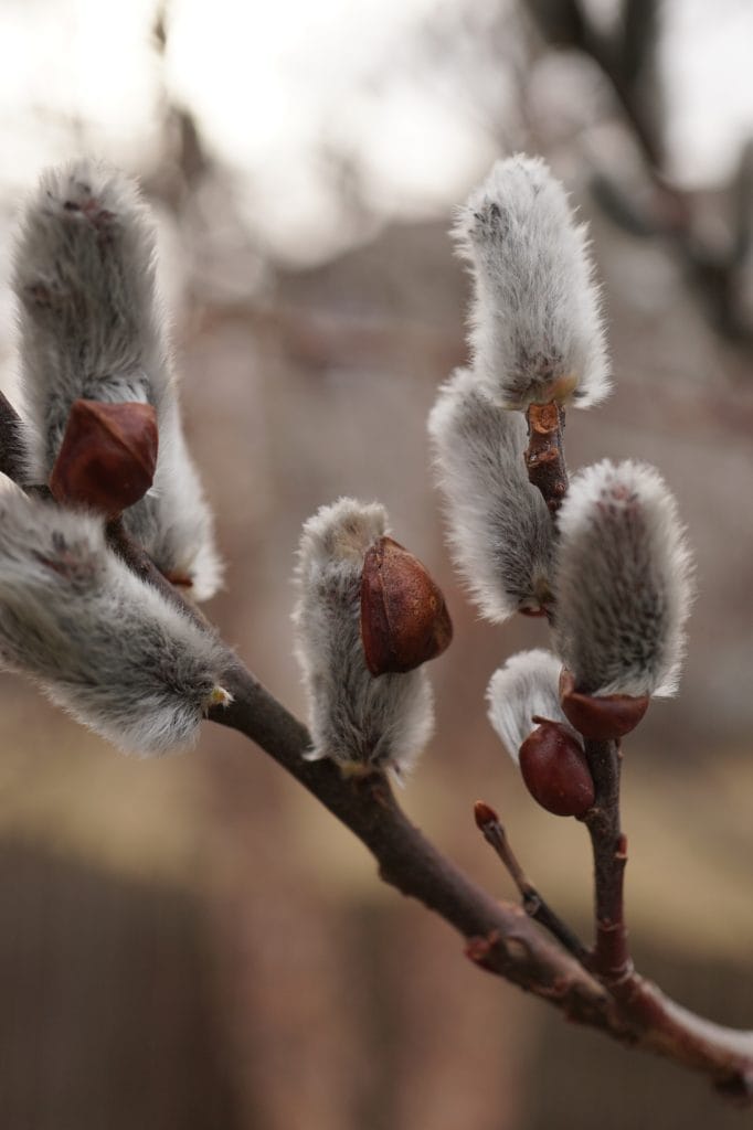 Pussy Willow Tree Catkins